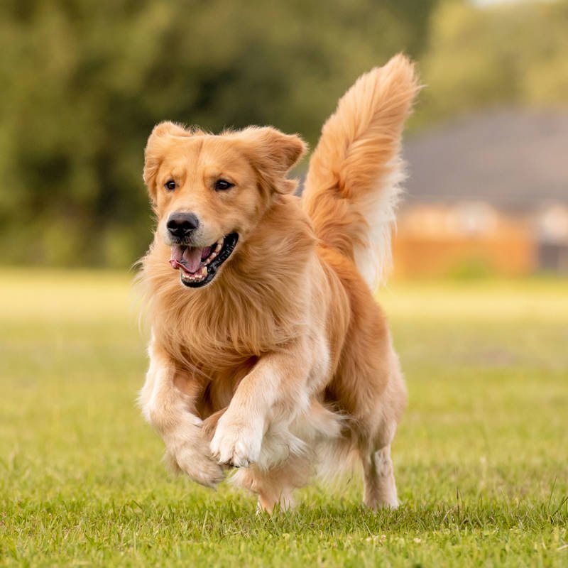 golden-retriever-corriendo_7a50f15e_231129131211_800x800